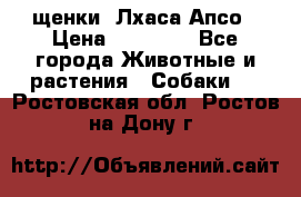 щенки  Лхаса Апсо › Цена ­ 20 000 - Все города Животные и растения » Собаки   . Ростовская обл.,Ростов-на-Дону г.